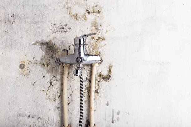 Best DIY Mold Remediation Support Services in Incline Village, NV